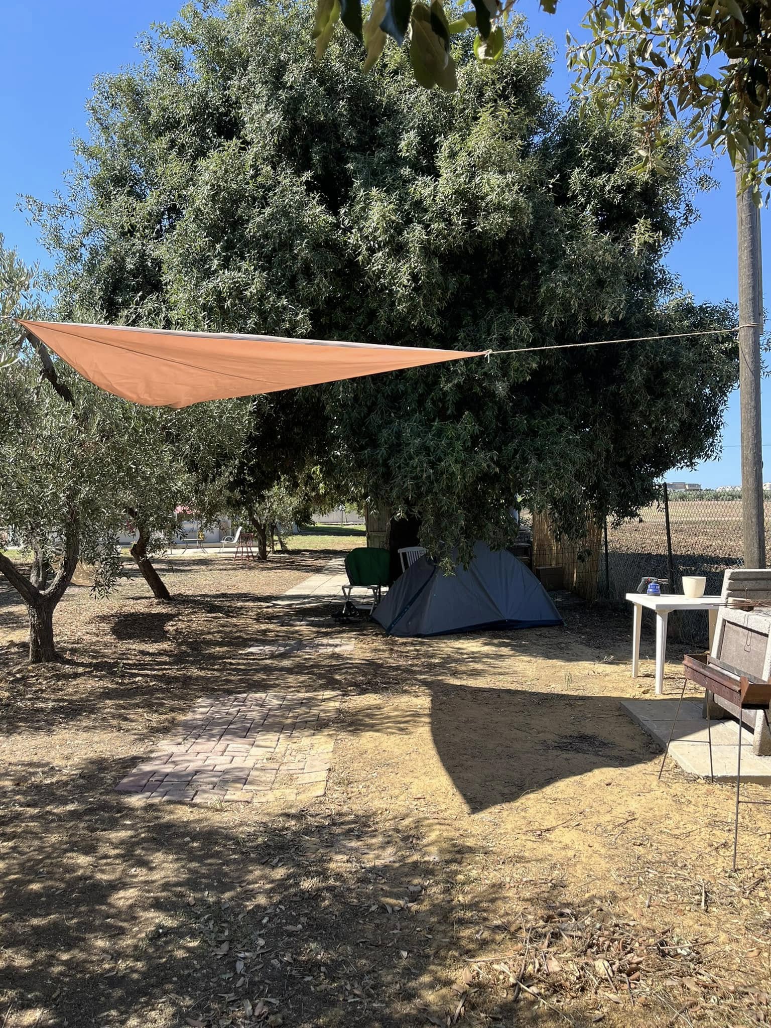 Piazzole per tende in uliveto a Punta Aderci