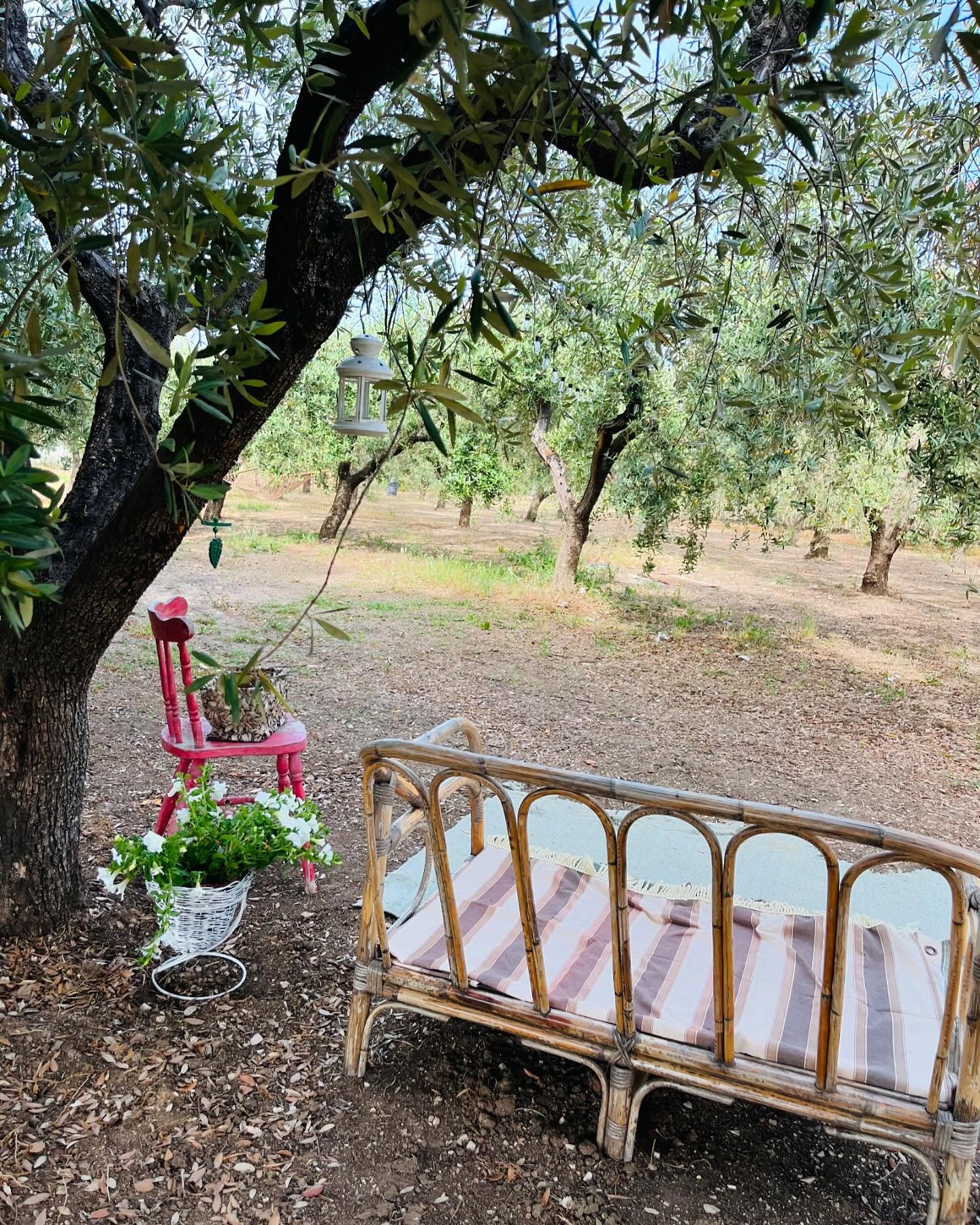 Piazzole per tende in uliveto a Punta Aderci