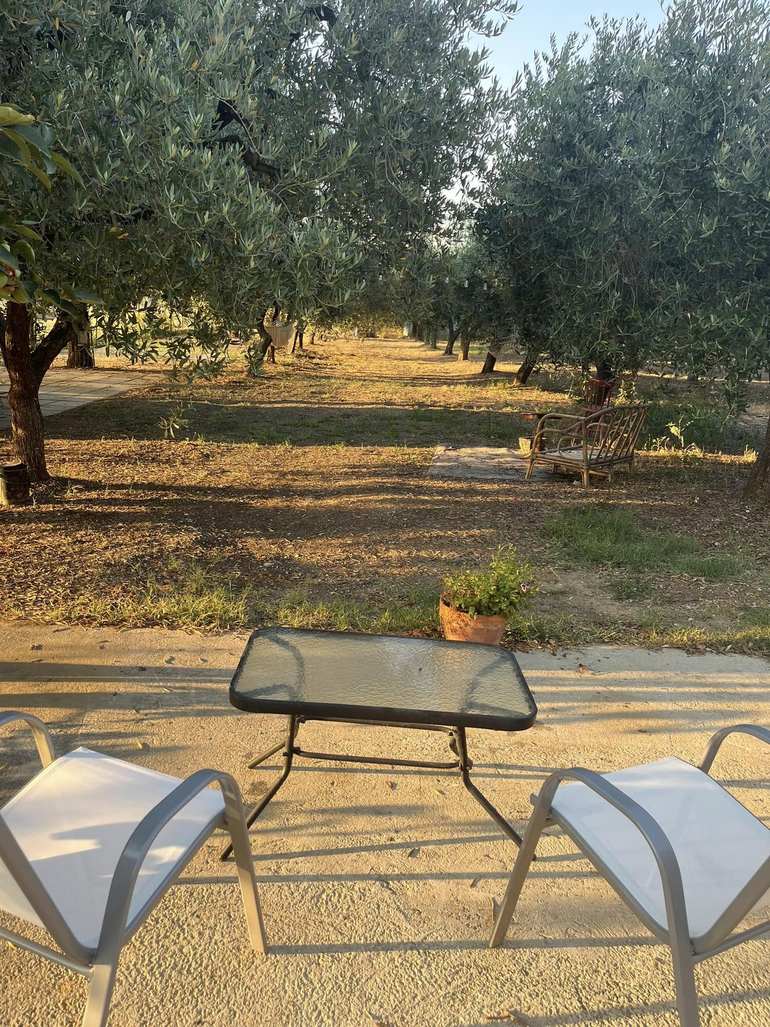 Piazzole per tende in uliveto a Punta Aderci