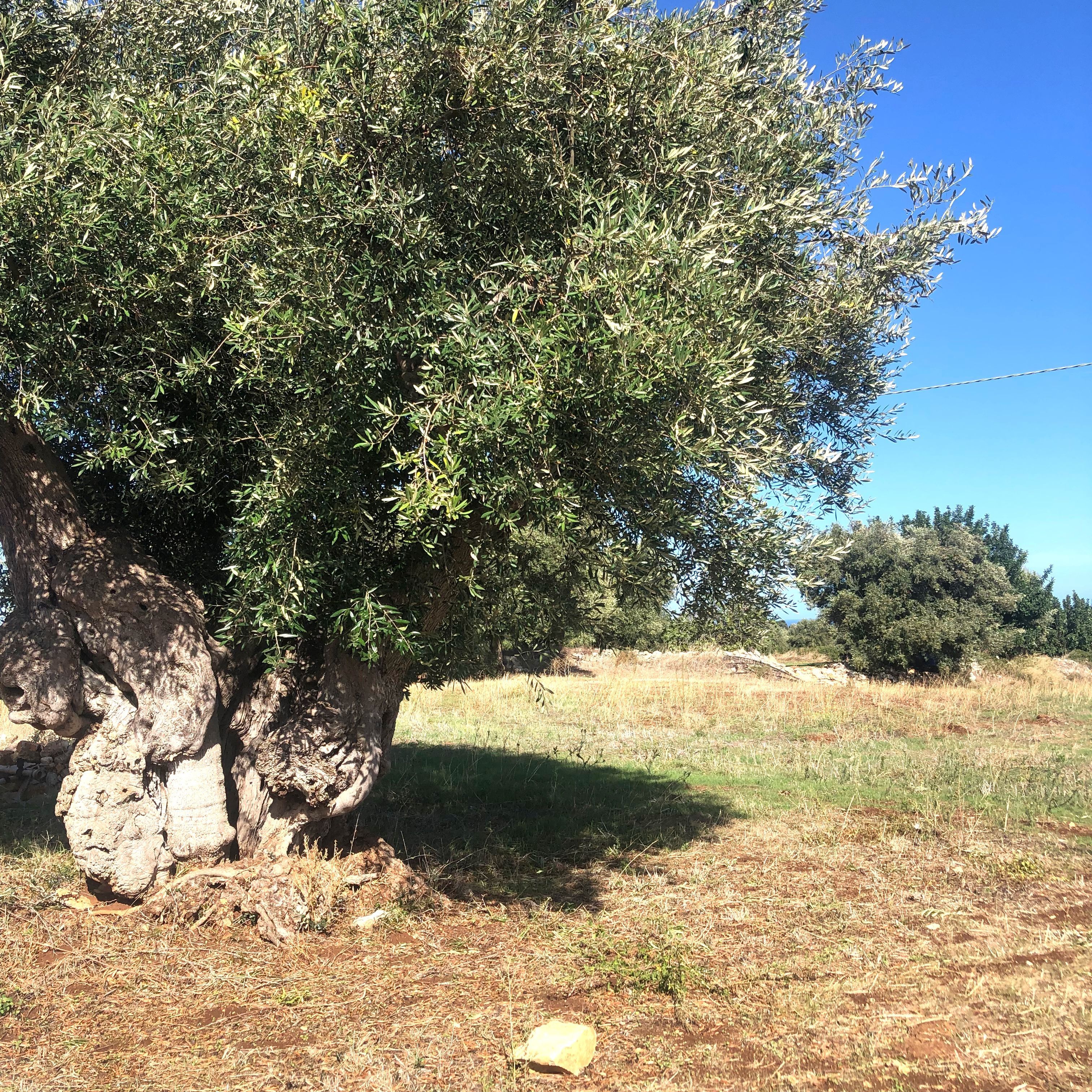 Camping in Masseria Bija