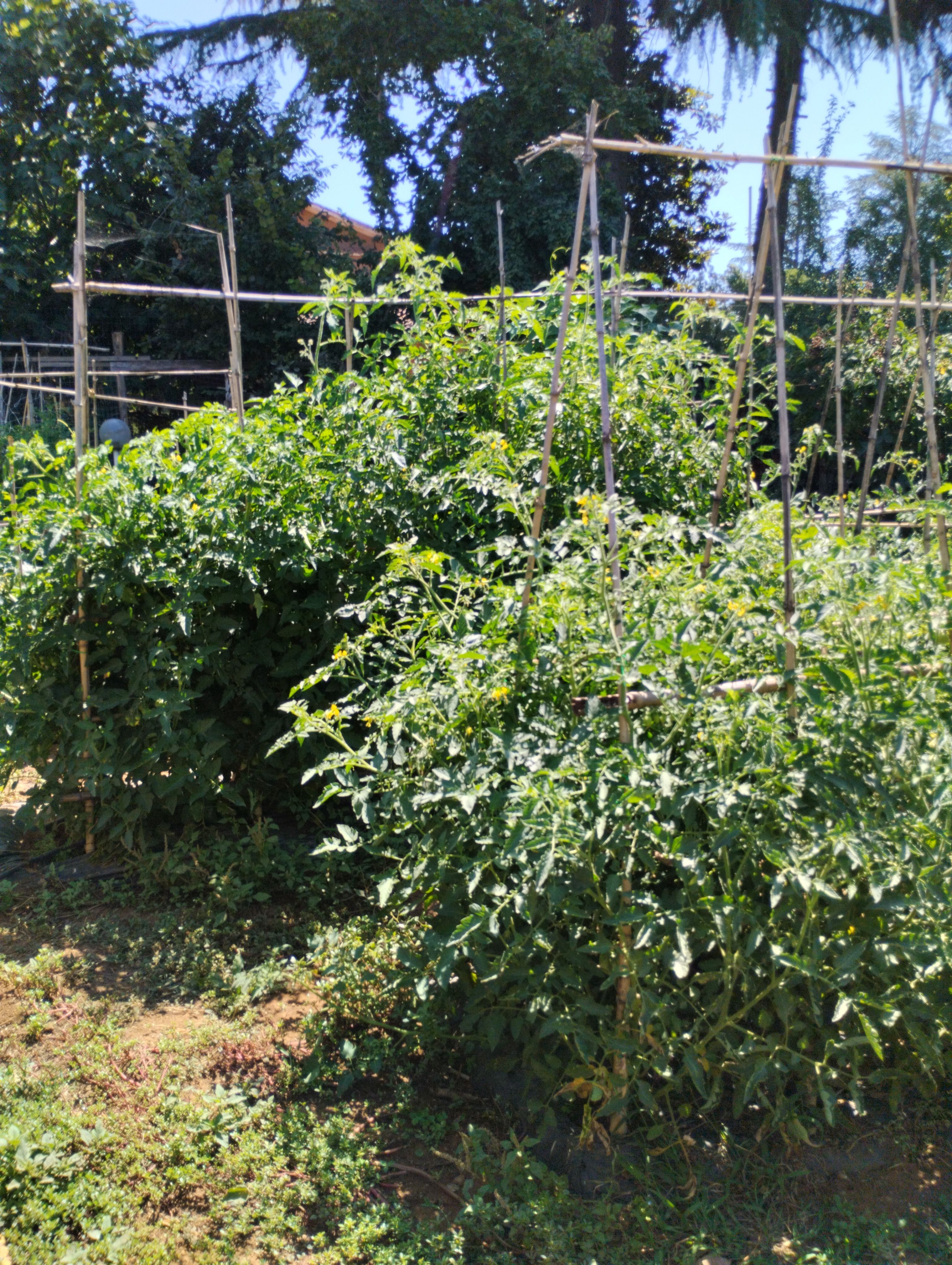 Roulotte "La Curandera"