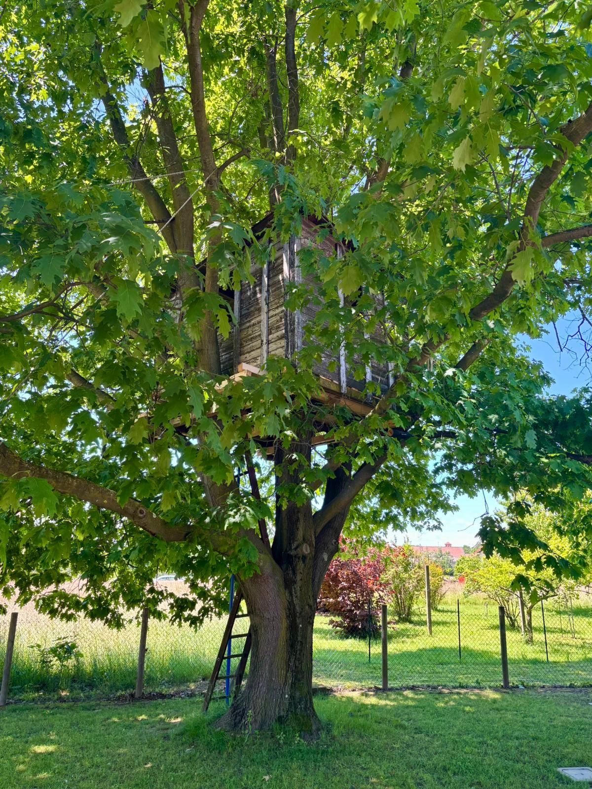 Emplacement de tente sur pelouse dans un jardin clos