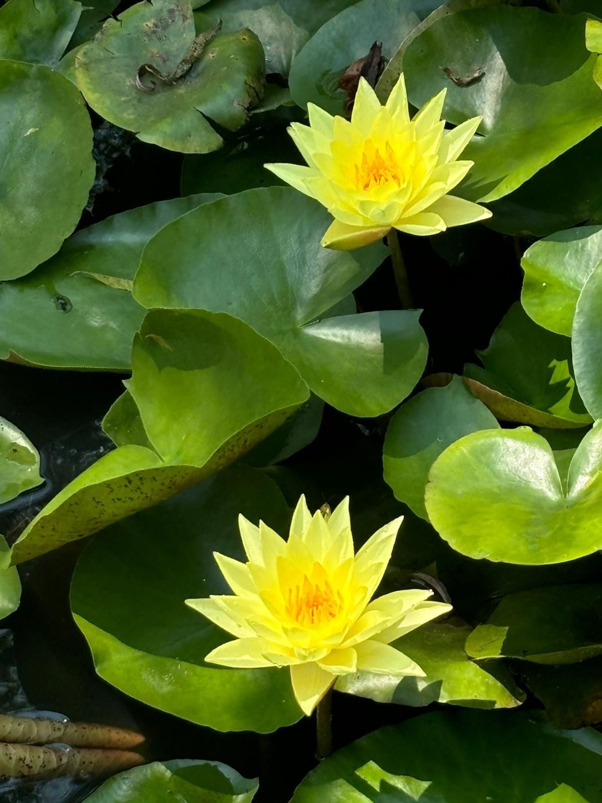 Emplacement de tente sur pelouse dans un jardin clos