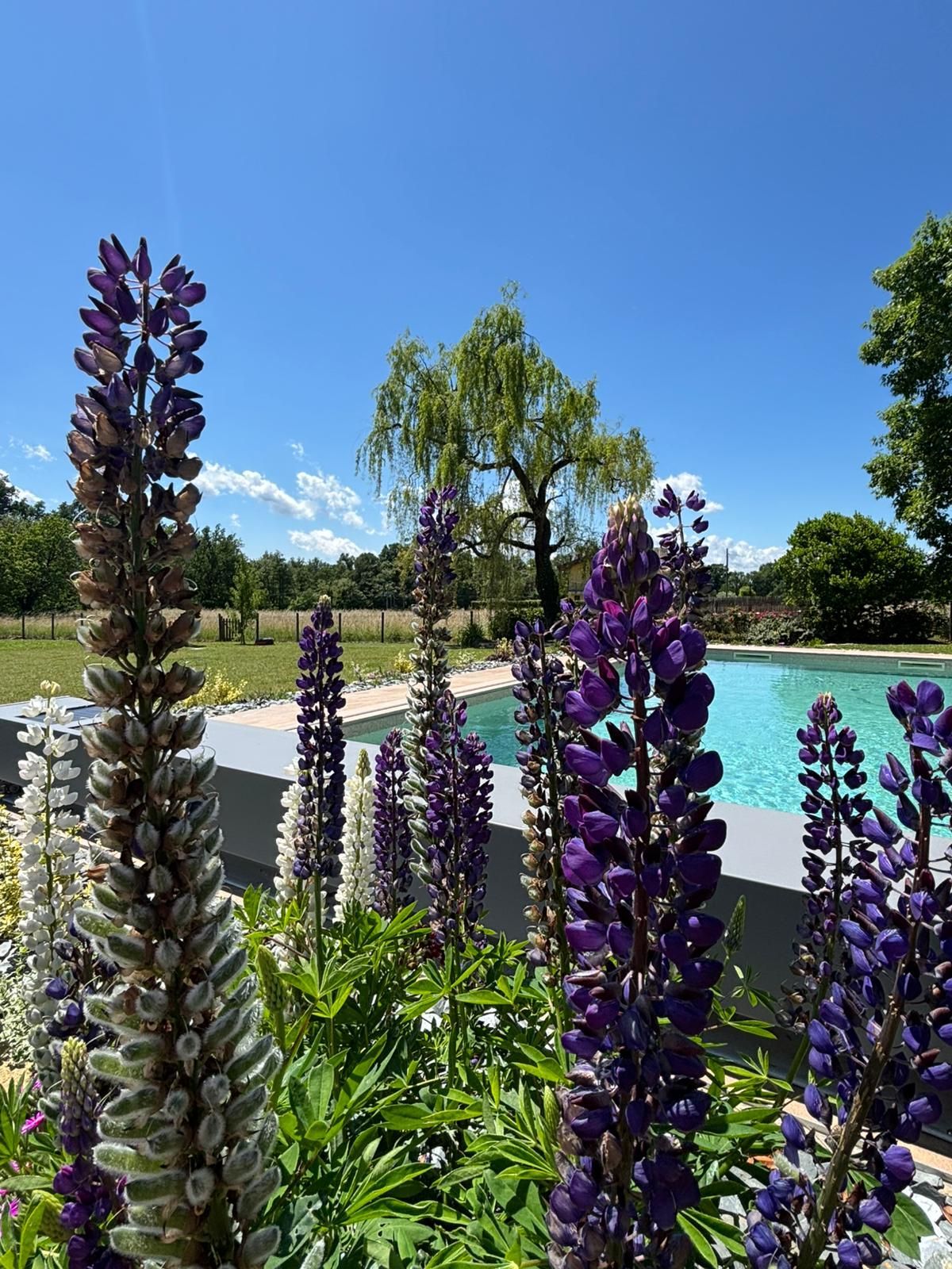 Emplacement de tente sur pelouse dans un jardin clos