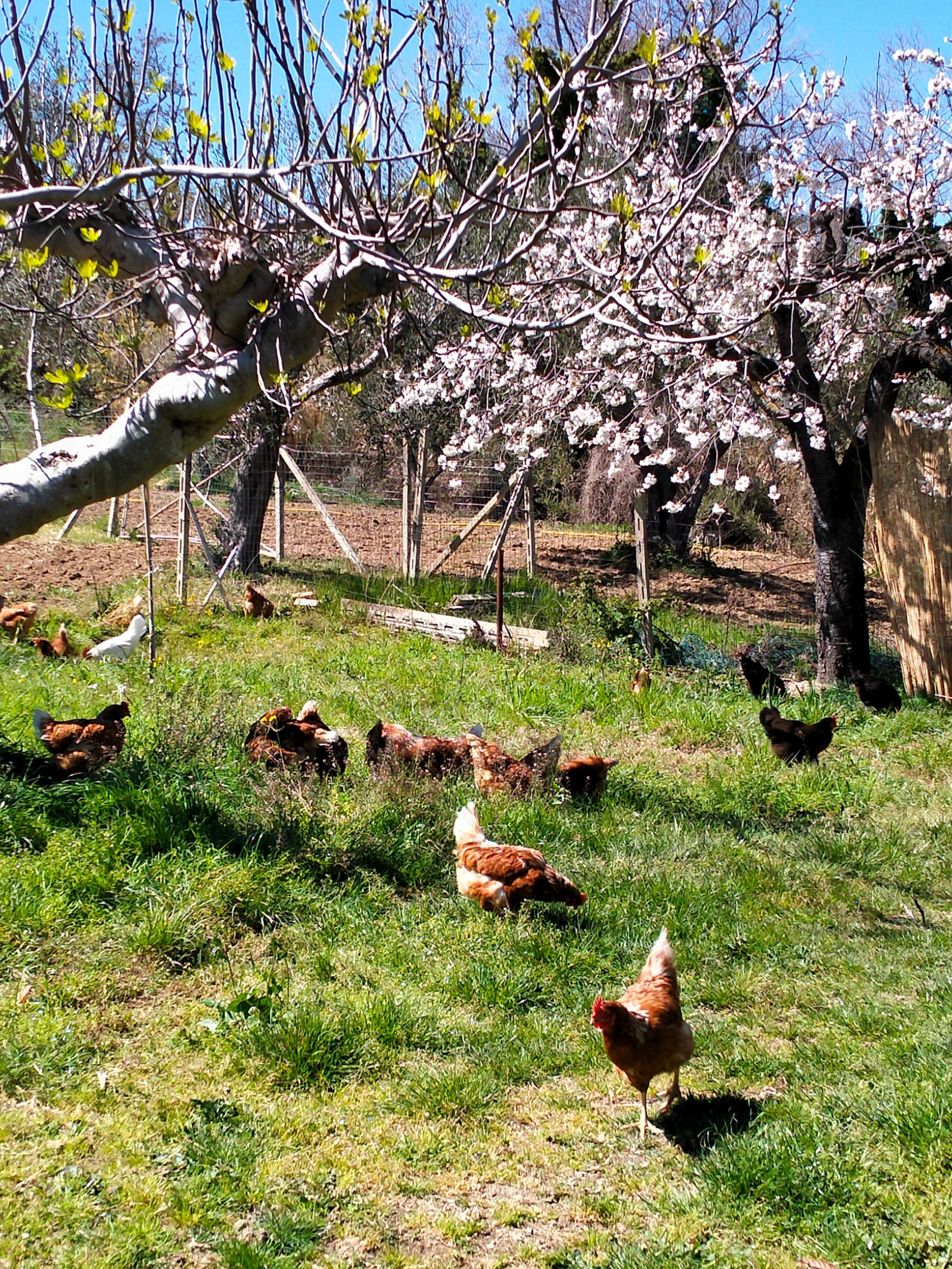 Chicken & olive Farm
