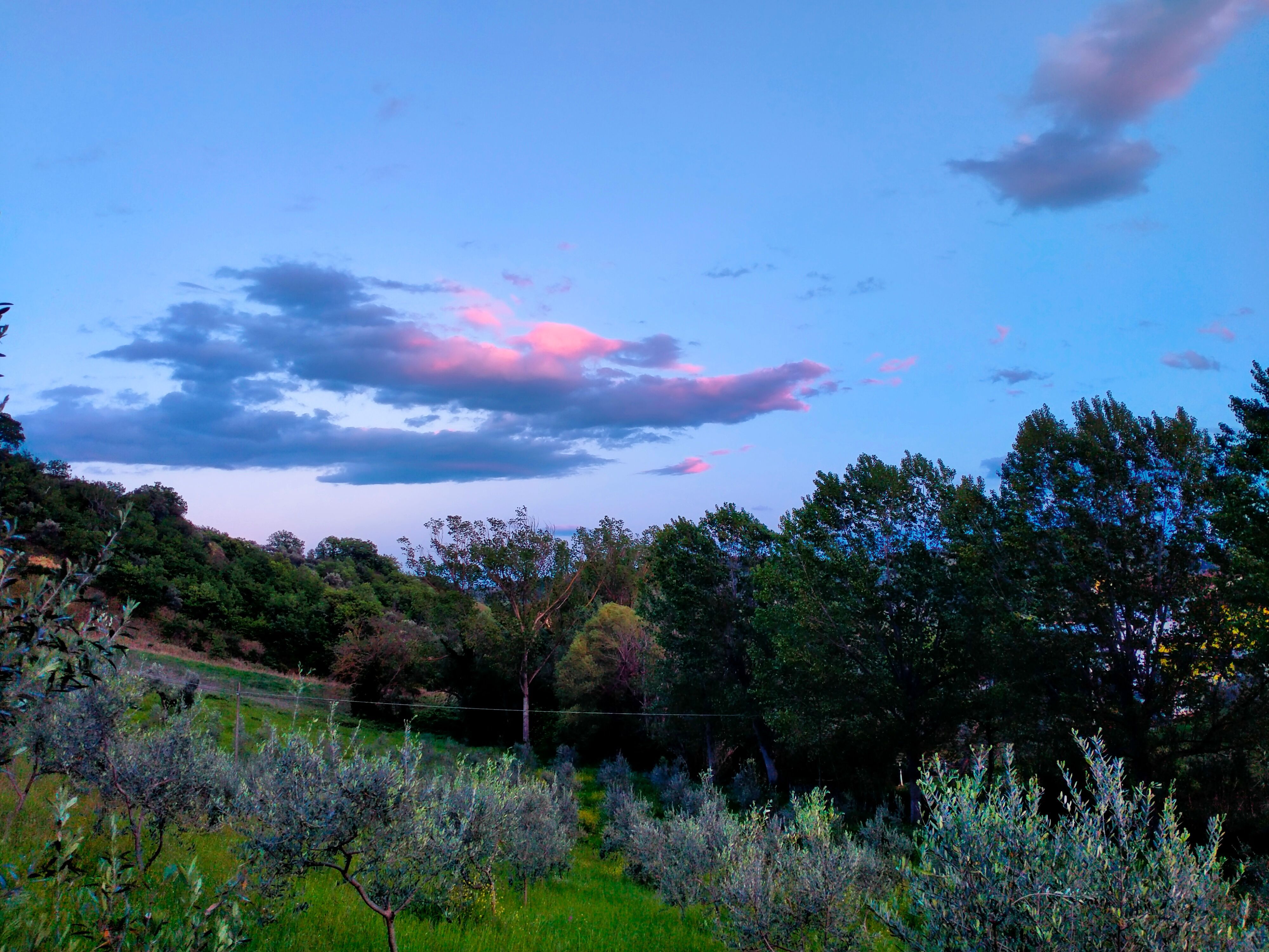 Chicken & olive Farm