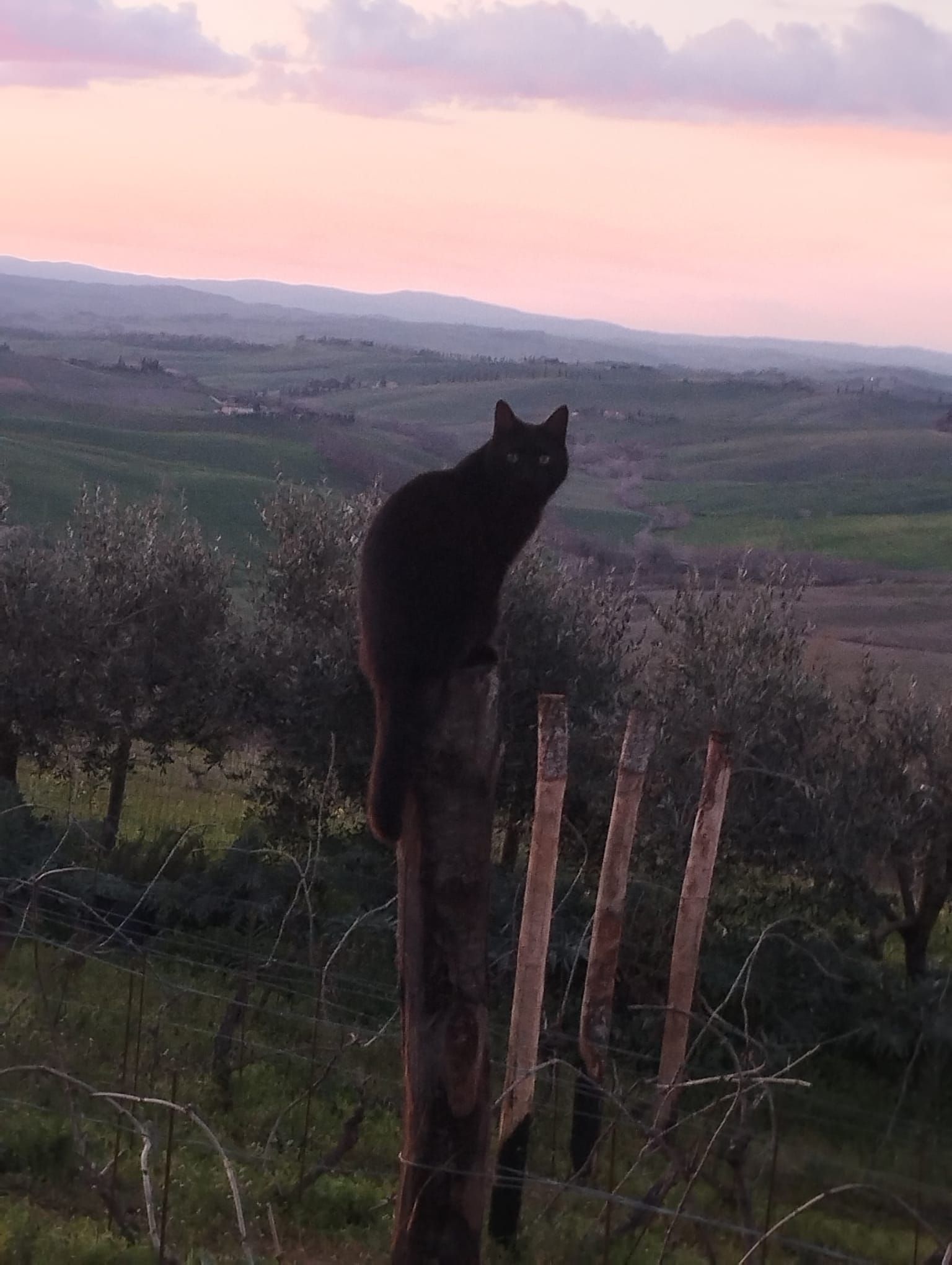 Spazio tenda presso Oasi di Vite sulla Via Francigena