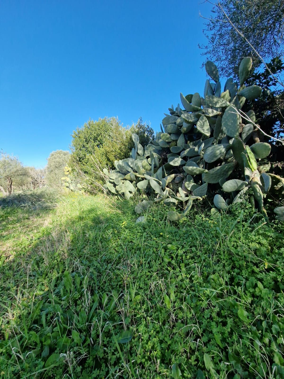 Aruanda: un angolo di pace nella campagna algherese