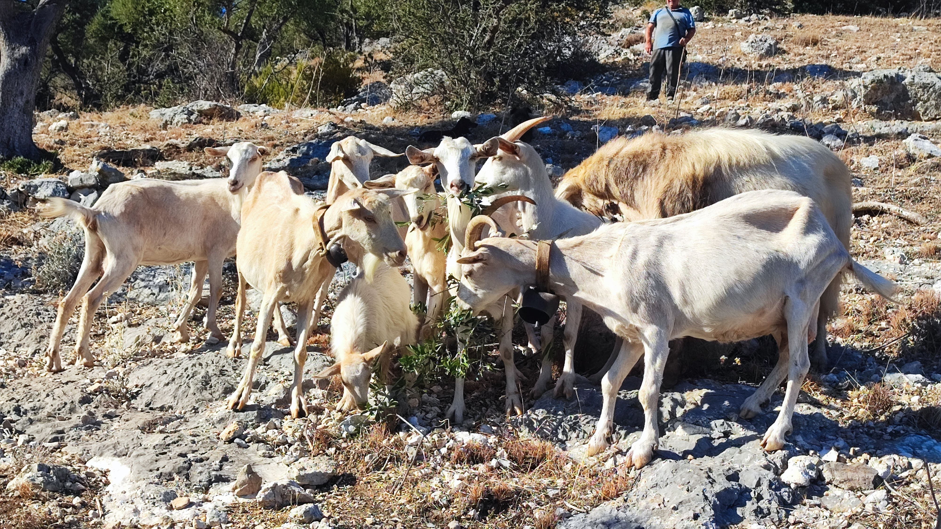 Gargaros - Tentes et camionnettes sur le Gargano