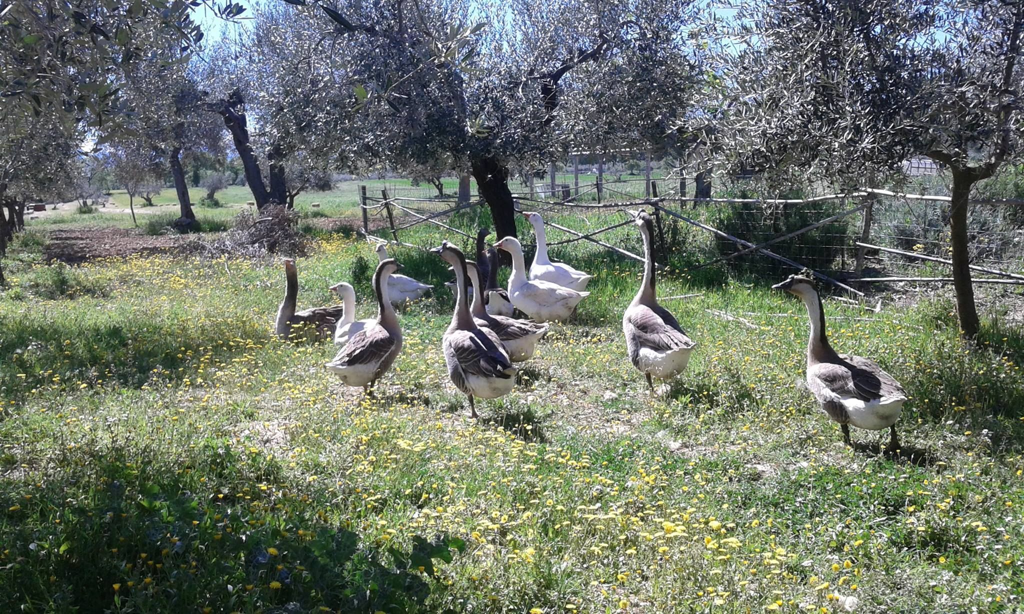 Stellplätze auf einem Bauernhof am Fuße des Gran Sasso