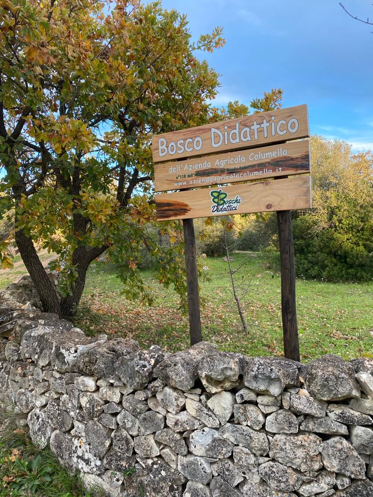Dormire nel bosco didattico dell’Azienda Agricola Columella: un’esperienza autentica nell' Alto Salento