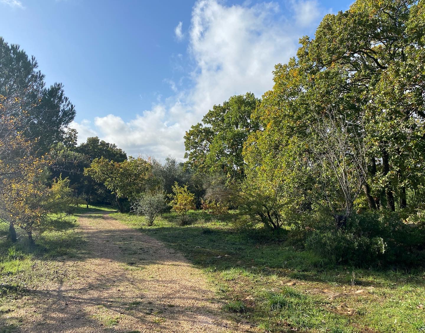 Dormire nel bosco didattico dell’Azienda Agricola Columella: un’esperienza autentica nell' Alto Salento