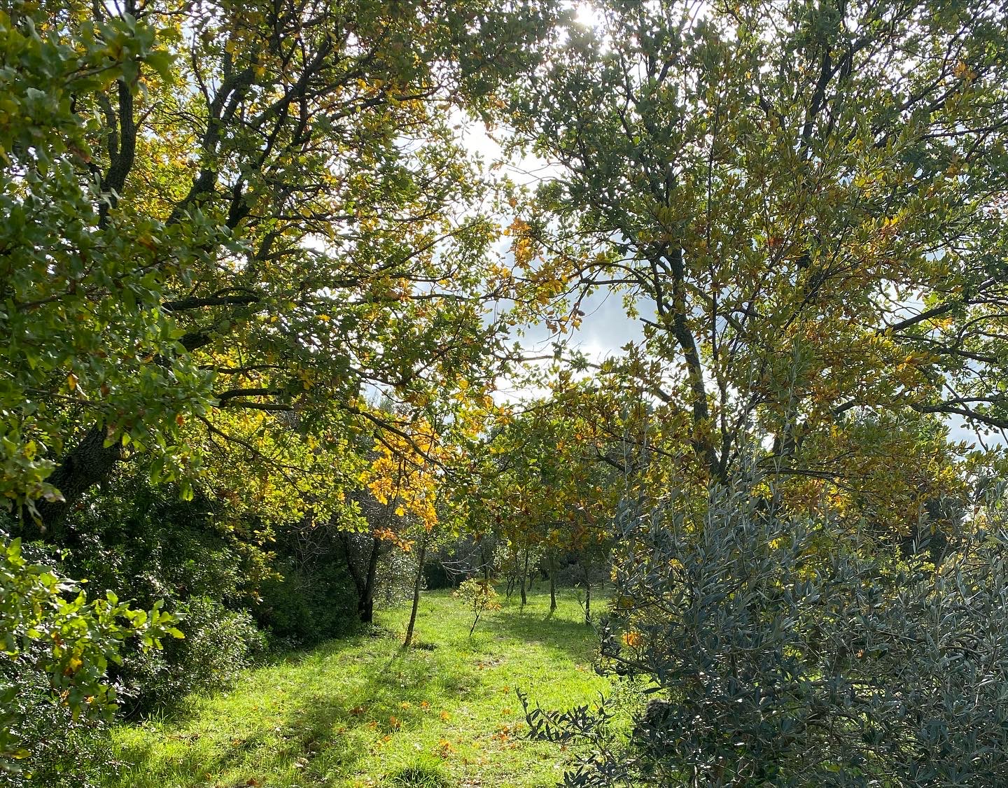 Dormire nel bosco didattico dell’Azienda Agricola Columella: un’esperienza autentica nell' Alto Salento