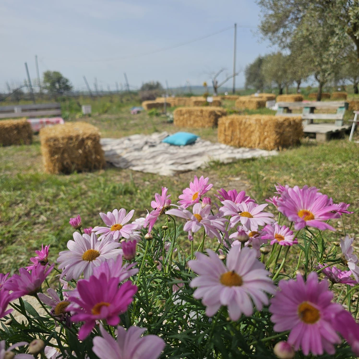 Nella Sardegna più autentica: la Terra dei Sogni di su ‘Pranu Idihi’