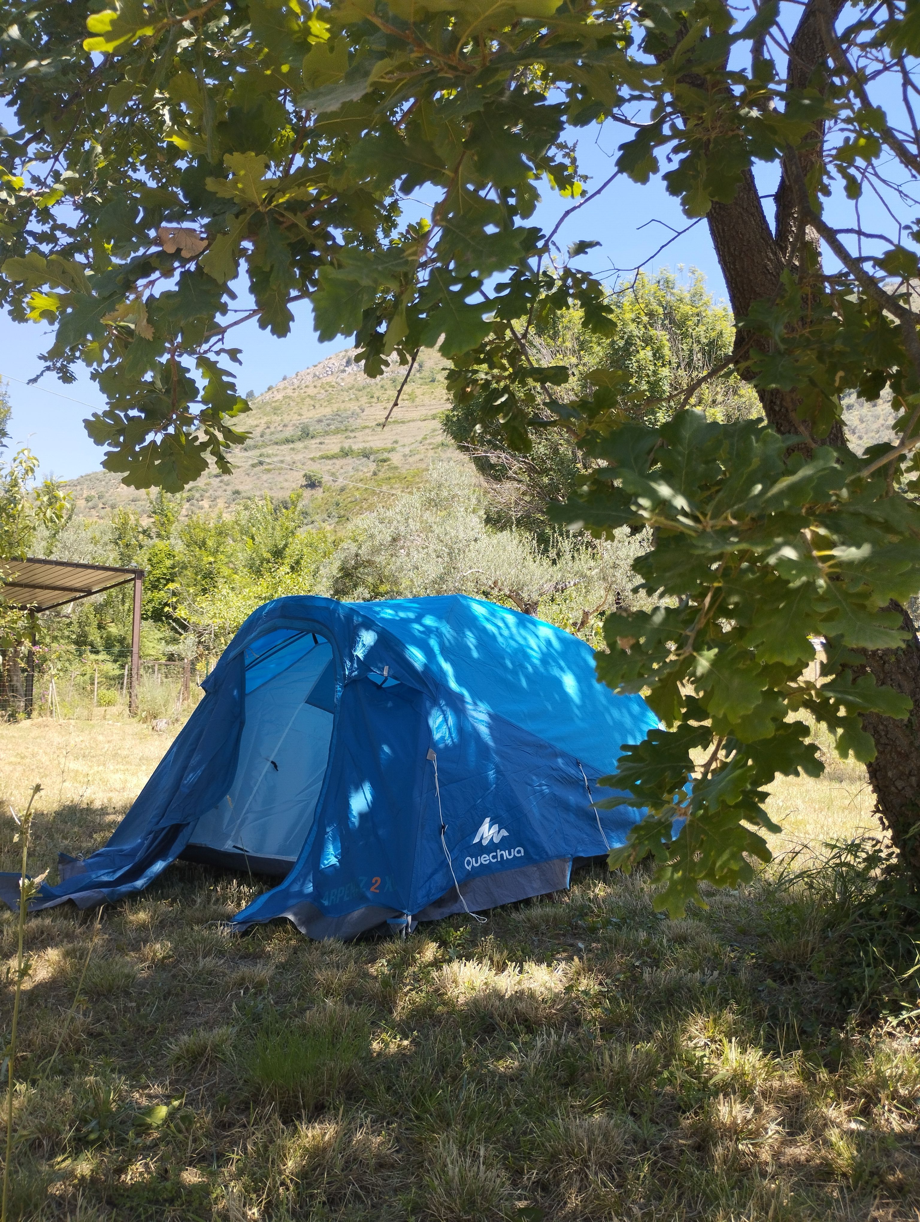 Zone de tentes au milieu des oliviers avec vue panoramique