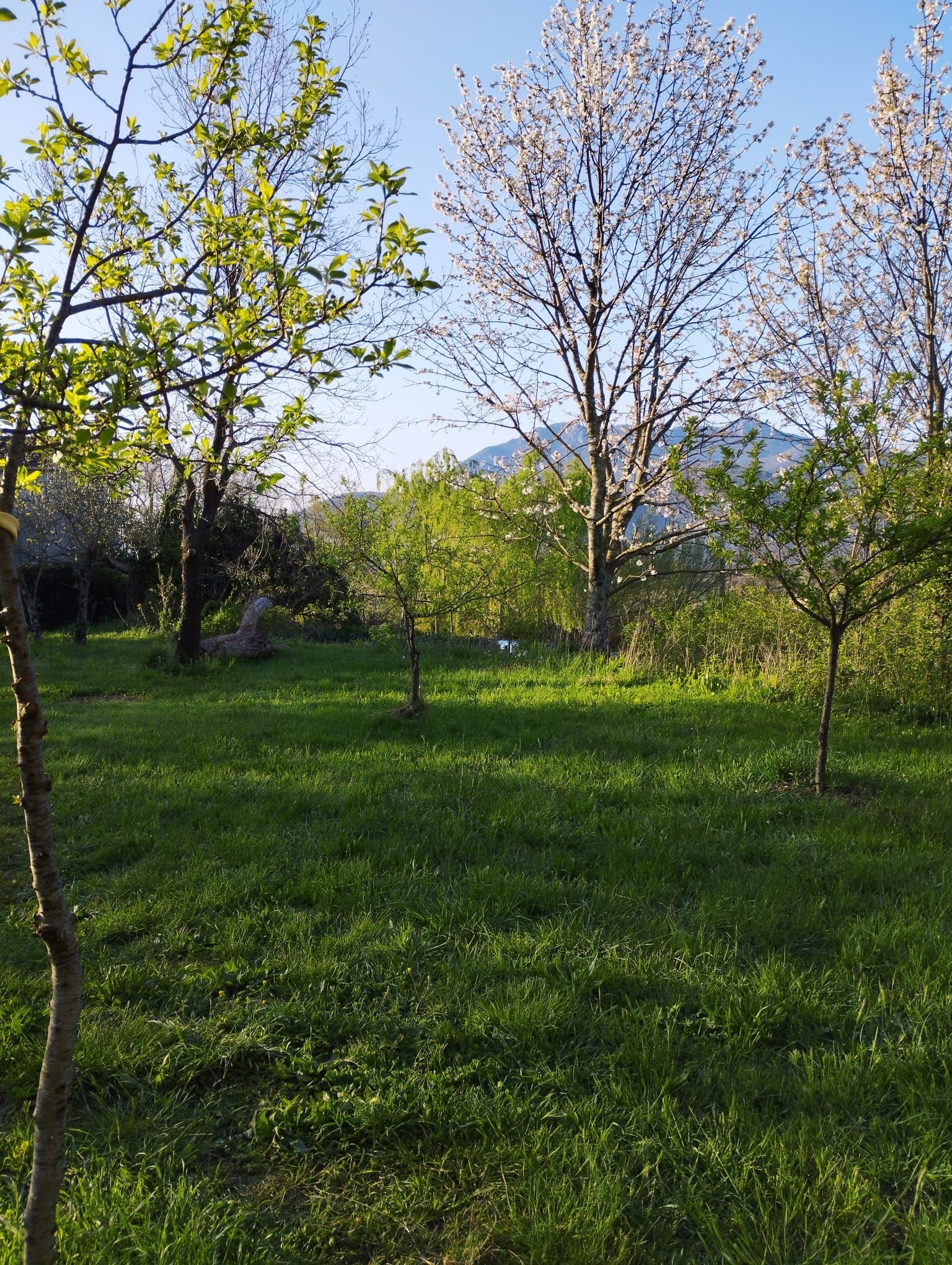 Zone de tentes au milieu des oliviers avec vue panoramique