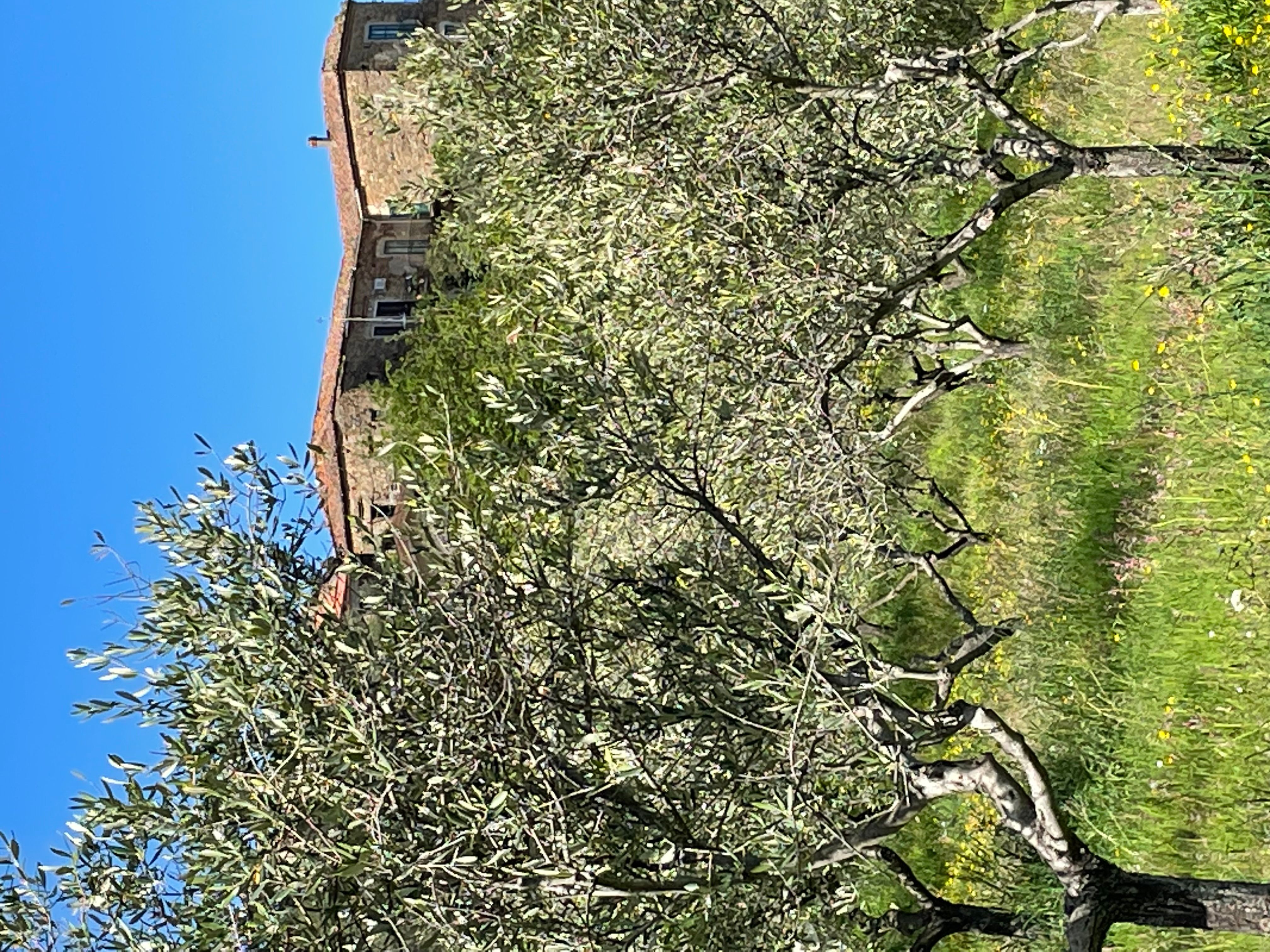 Pace tra gli ulivi nel Cilento