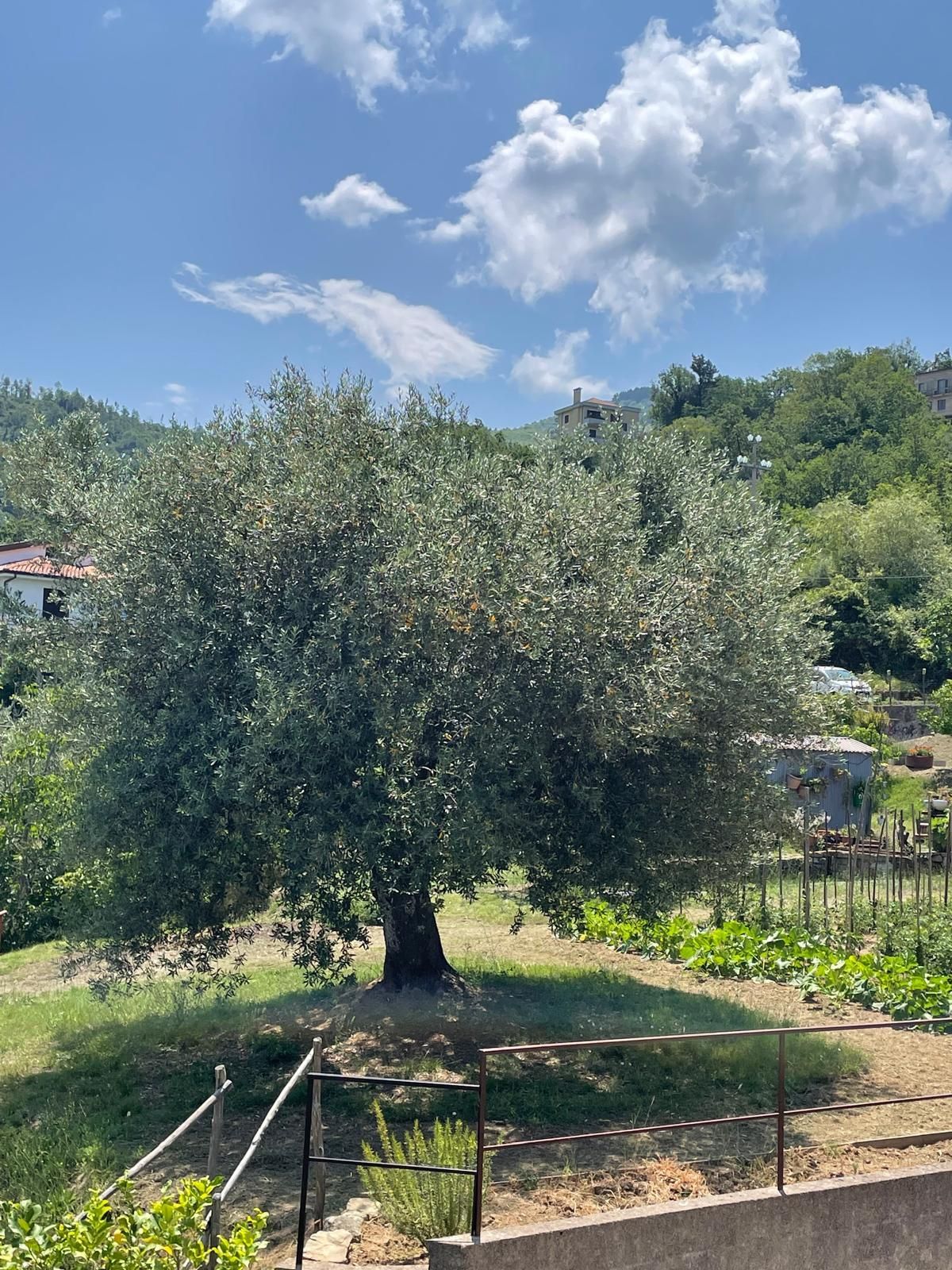 Pace tra gli ulivi nel Cilento