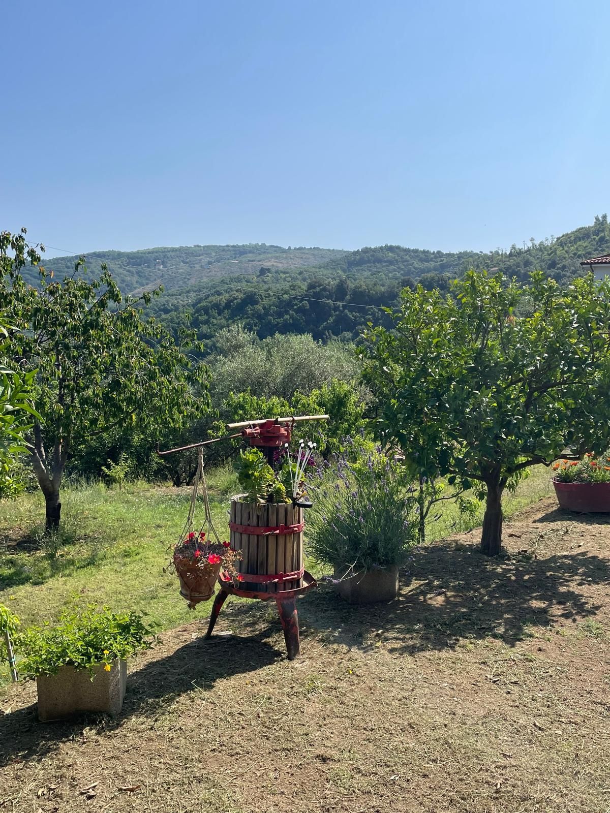 Pace tra gli ulivi nel Cilento