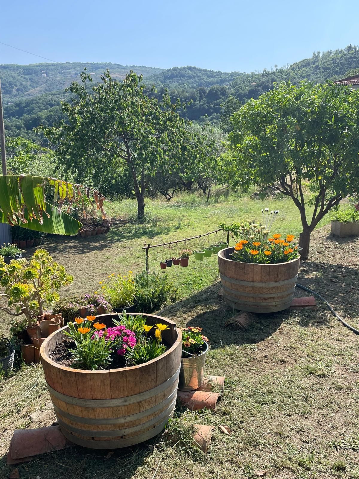 Pace tra gli ulivi nel Cilento