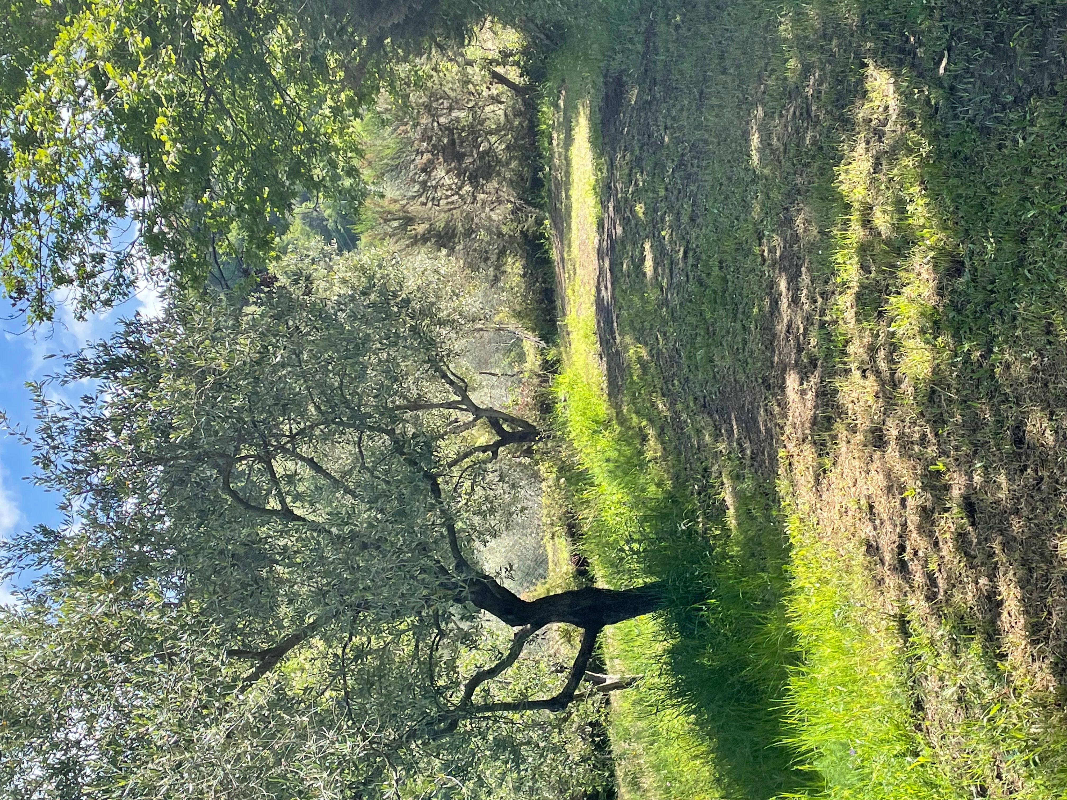 Pace tra gli ulivi nel Cilento
