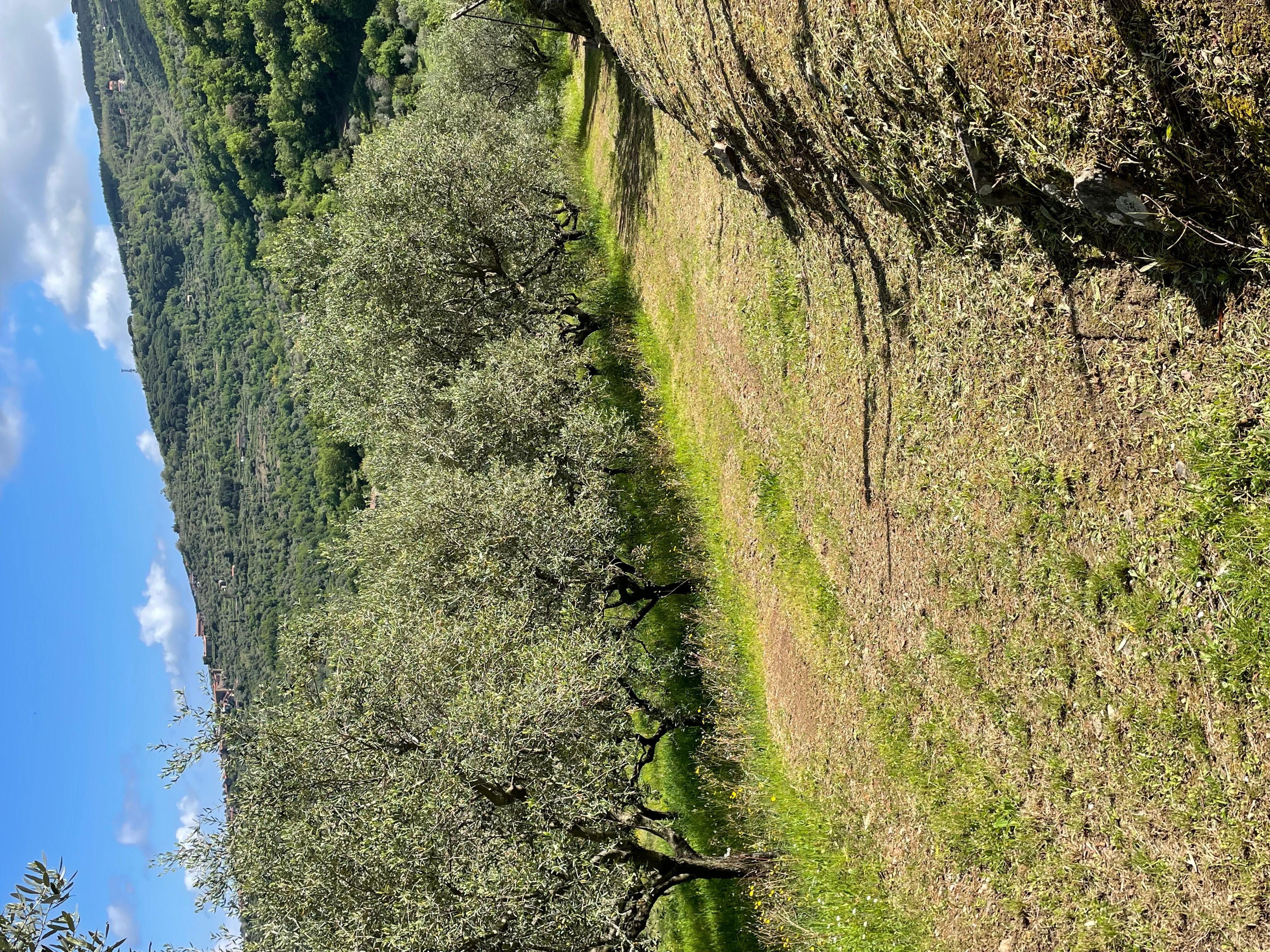 Pace tra gli ulivi nel Cilento