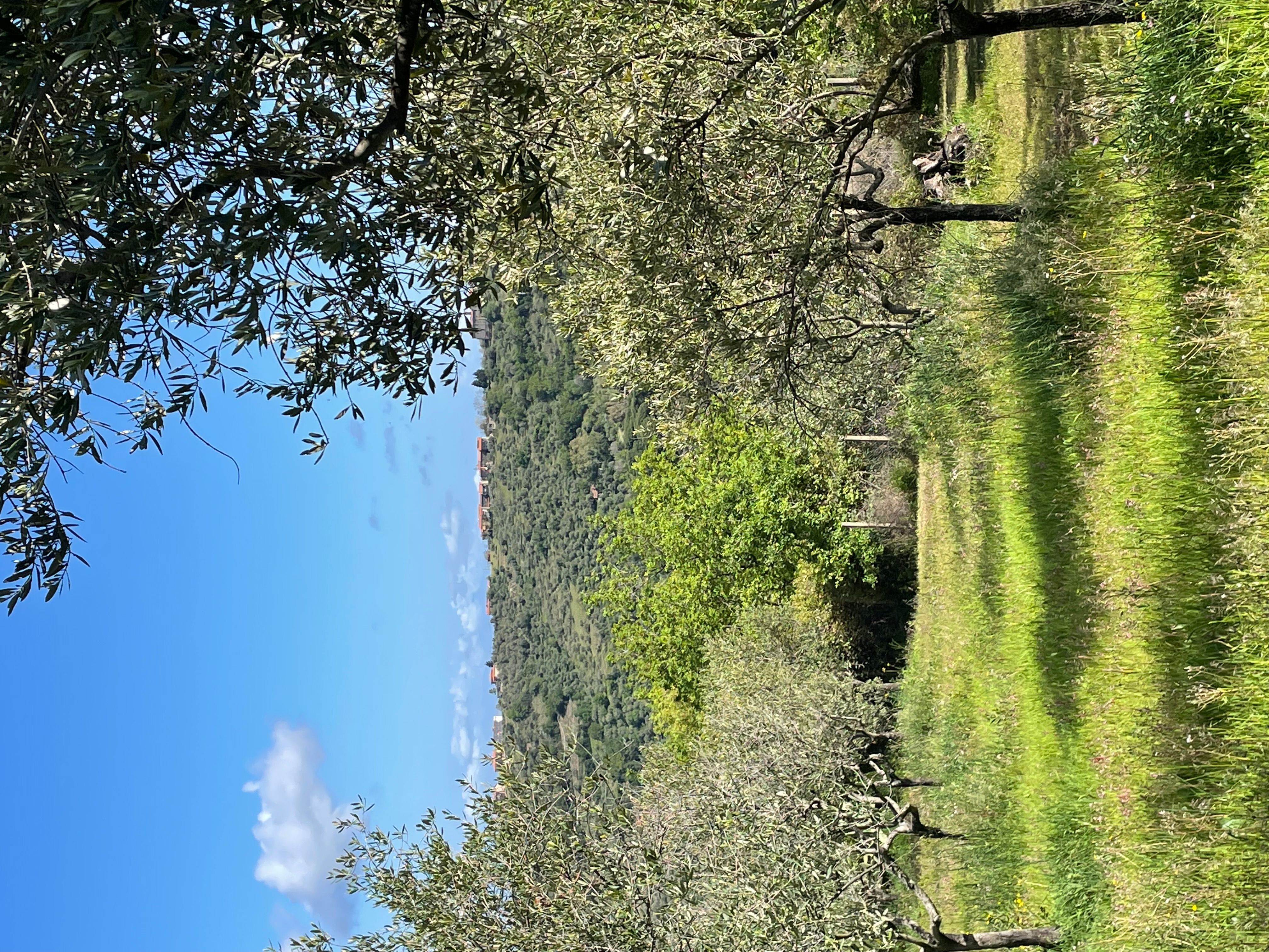 Pace tra gli ulivi nel Cilento