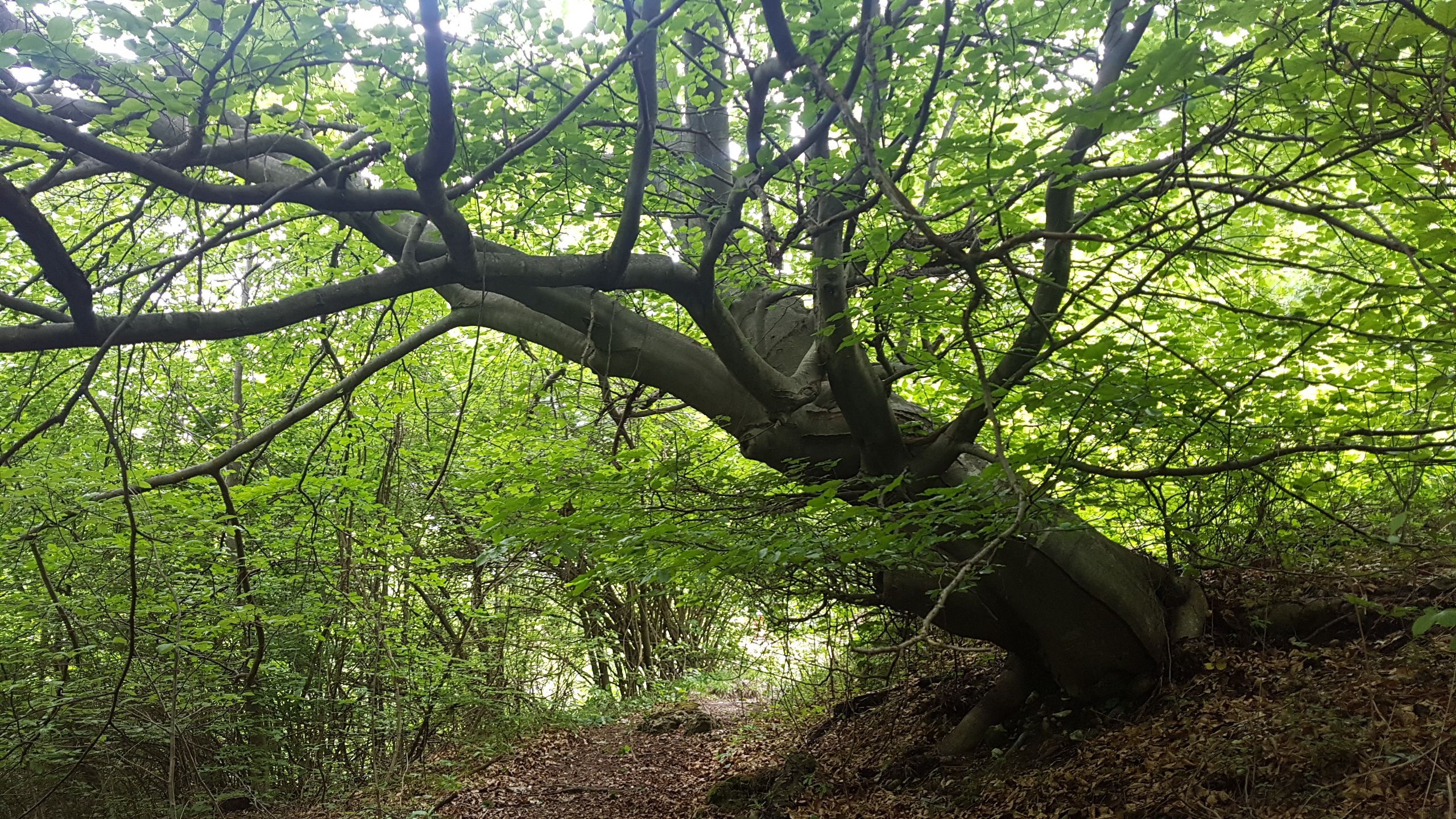 Birch Heart: Heiliger Raum der digitalen Entgiftung in unberührter Natur