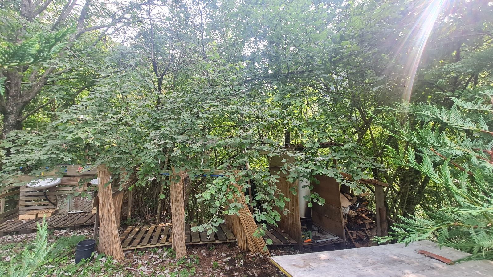 Birch Heart: Heiliger Raum der digitalen Entgiftung in unberührter Natur