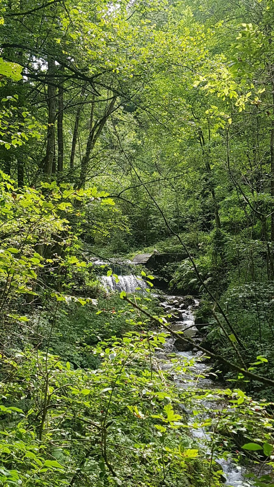 Birch Heart: Heiliger Raum der digitalen Entgiftung in unberührter Natur